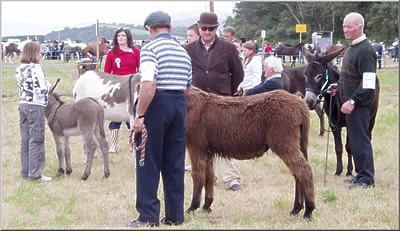 donkey judging